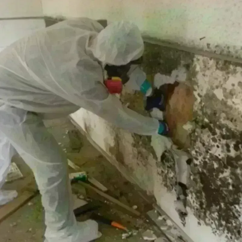 Mold Remediation and Removal in Montezuma, GA